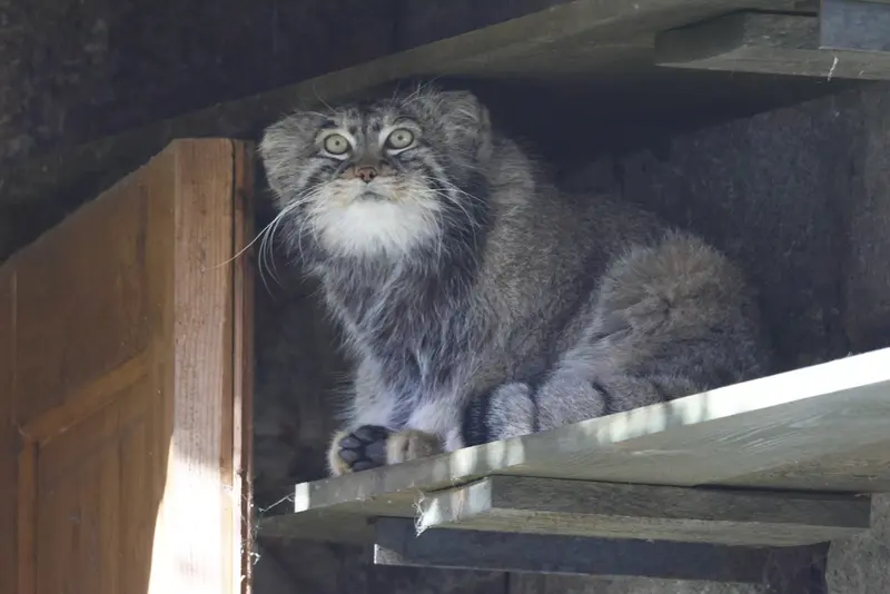 モスクワ動物園のティモフェイの写真