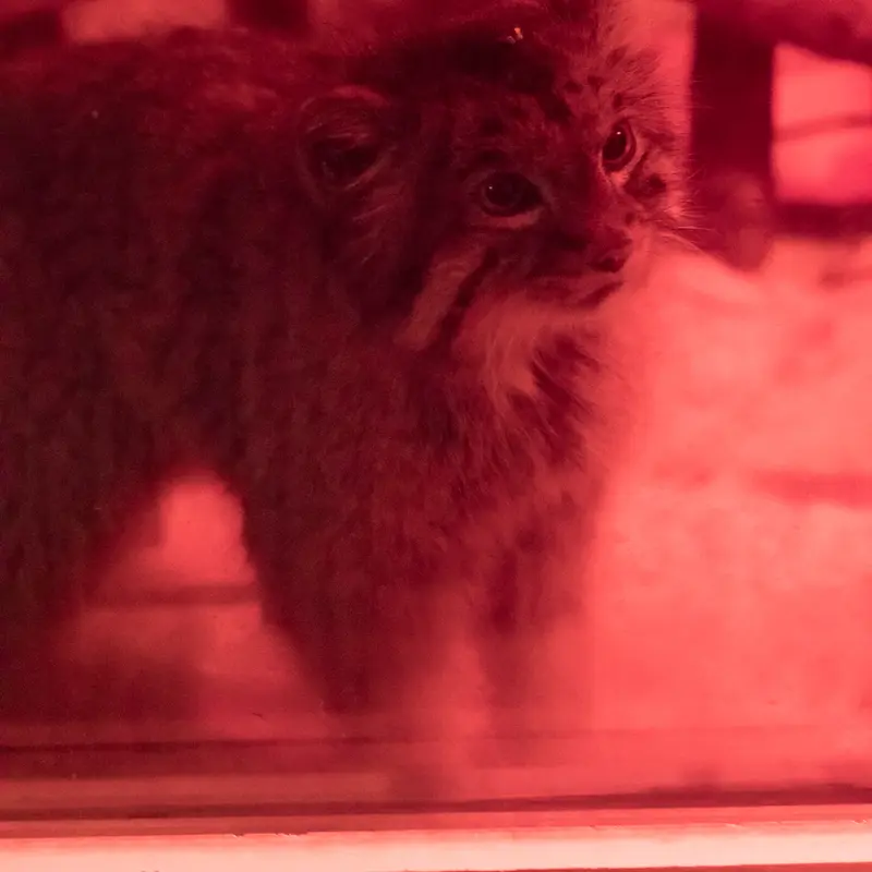 恩賜上野動物園のナイマの写真