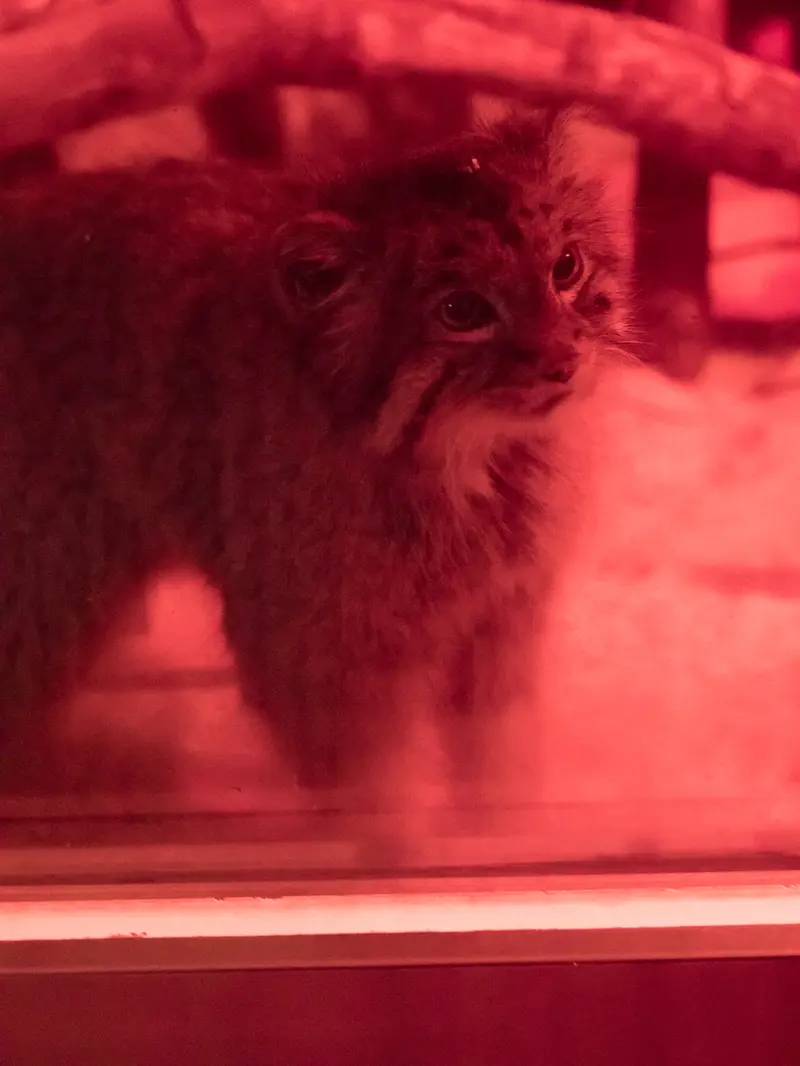 恩賜上野動物園のナイマの写真