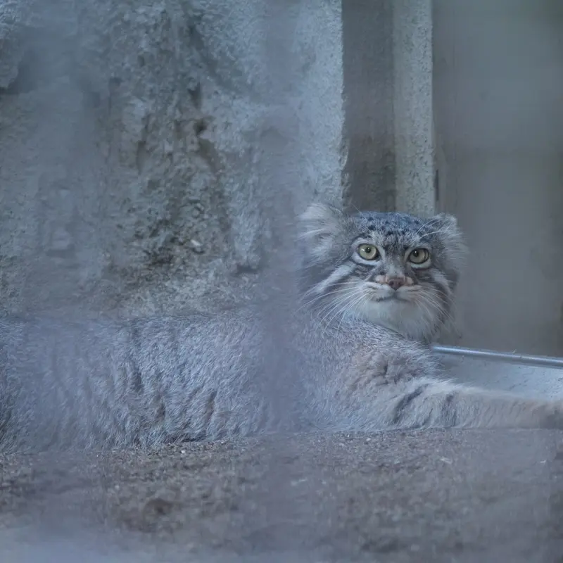 野毛山動物園のフィーガの写真