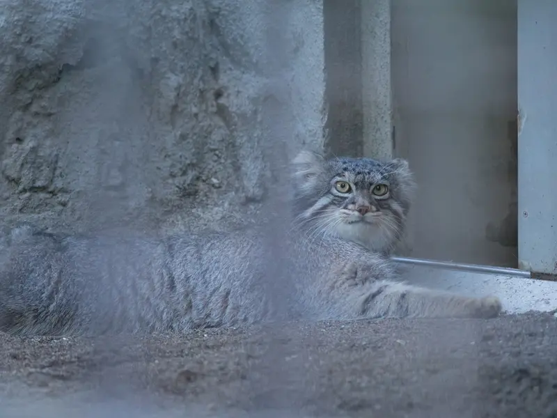 野毛山動物園のフィーガの写真