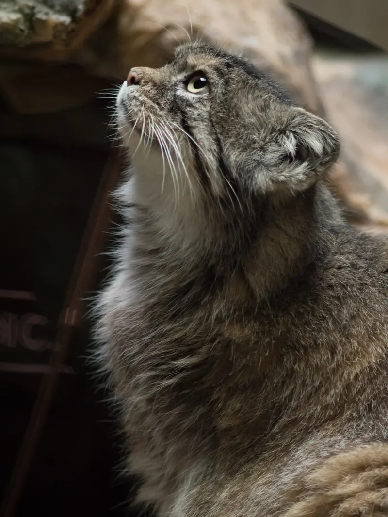 恩賜上野動物園のプリームラの写真