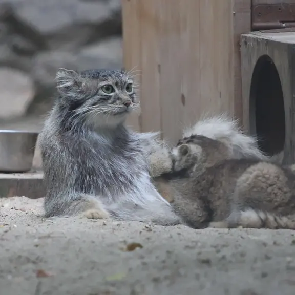 ノヴォシビルスク動物園のマヌルネコの写真