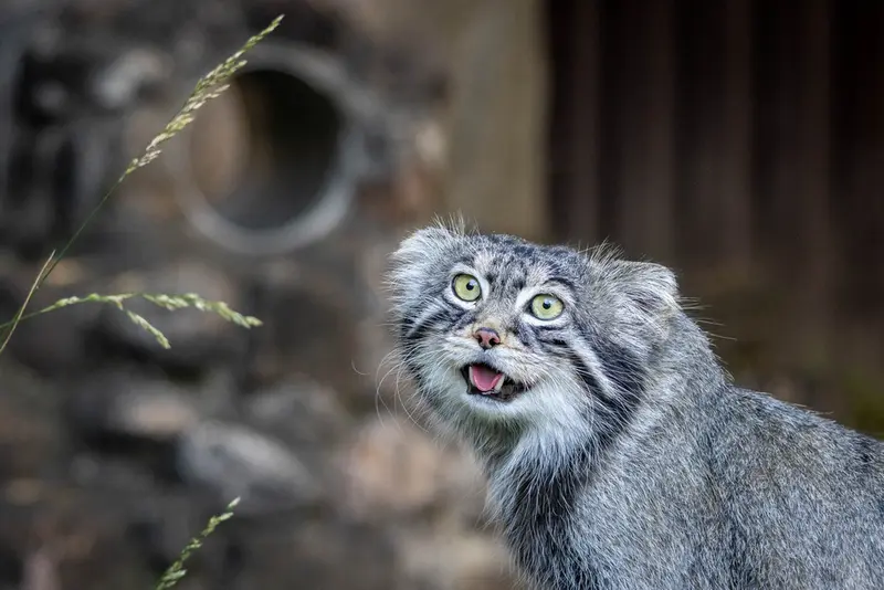 モスクワ動物園のティモフェイの写真