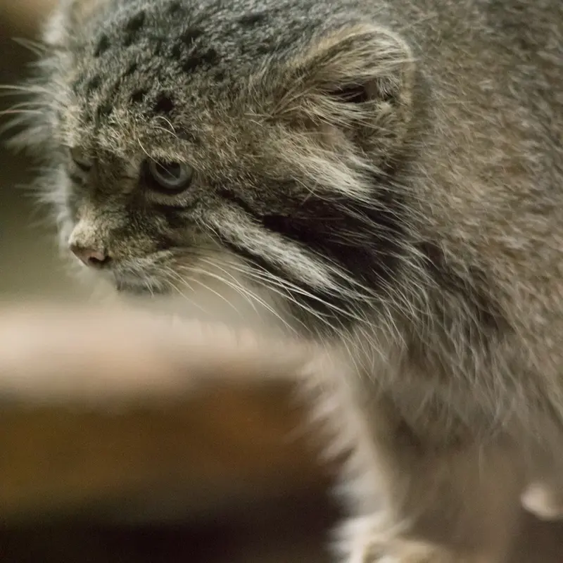 恩賜上野動物園のクリョンの写真