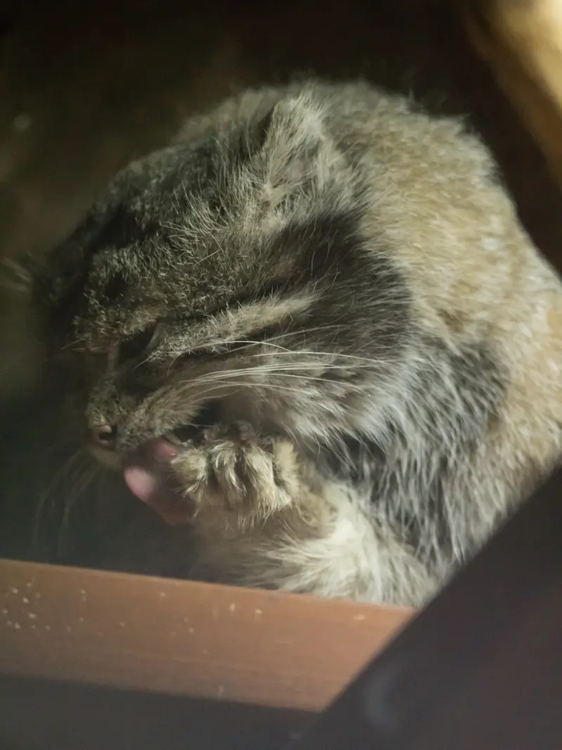 恩賜上野動物園のクリョンの写真
