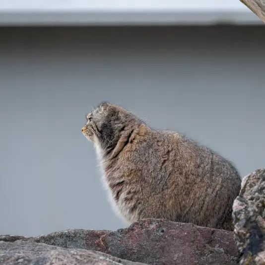 コルケアサーリ動物園のミミの写真