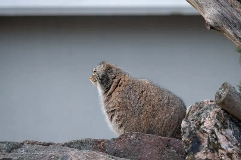 コルケアサーリ動物園のミミの写真