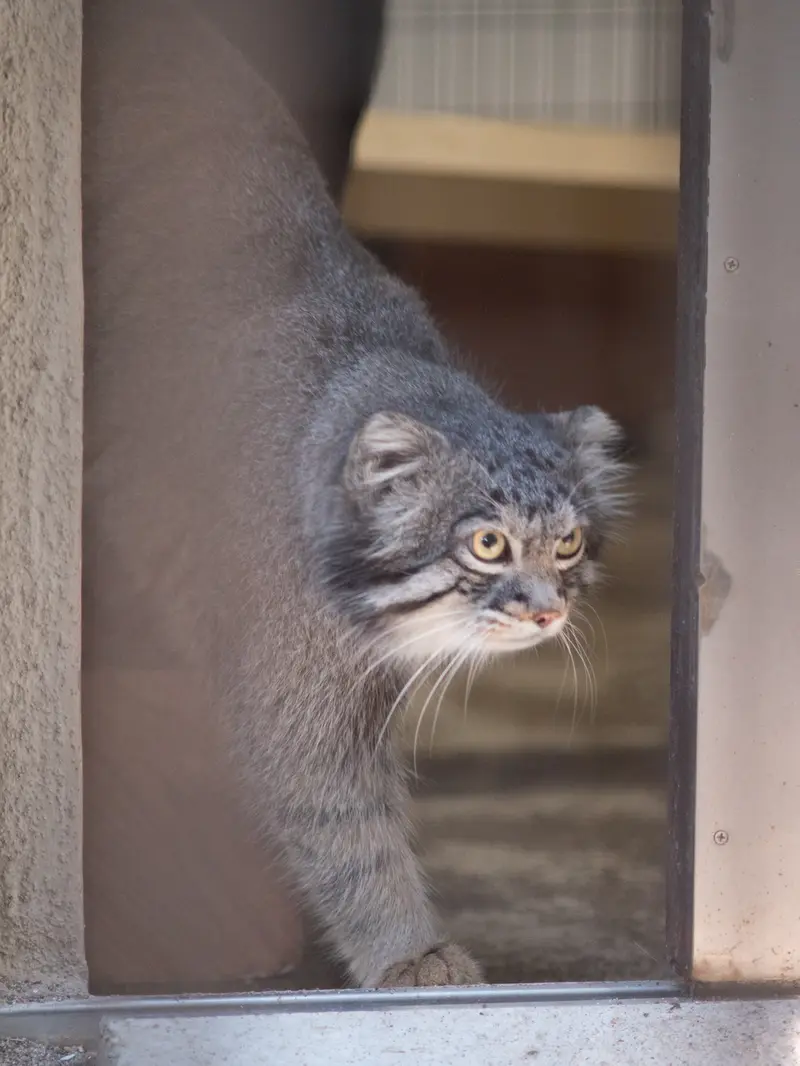 野毛山動物園のフィーガの写真