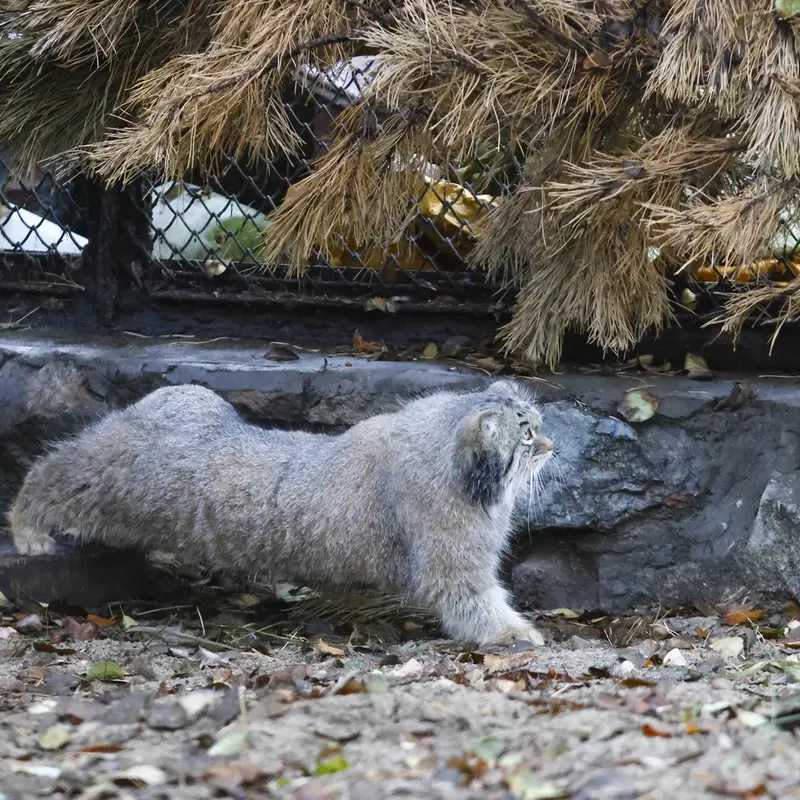 ノヴォシビルスク動物園のスネジンカの写真