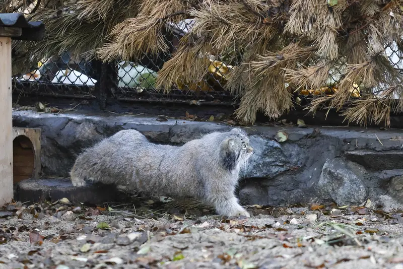 ノヴォシビルスク動物園のスネジンカの写真
