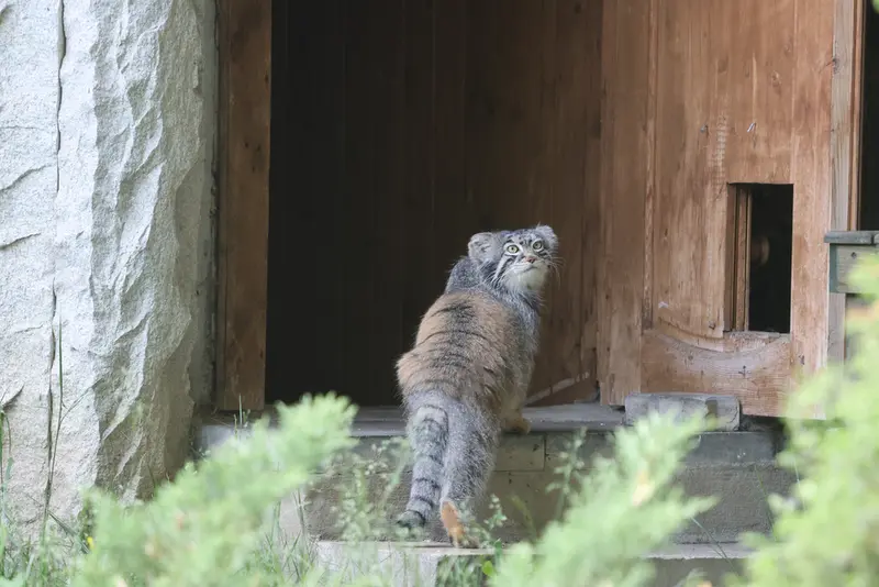 モスクワ動物園のティモフェイの写真