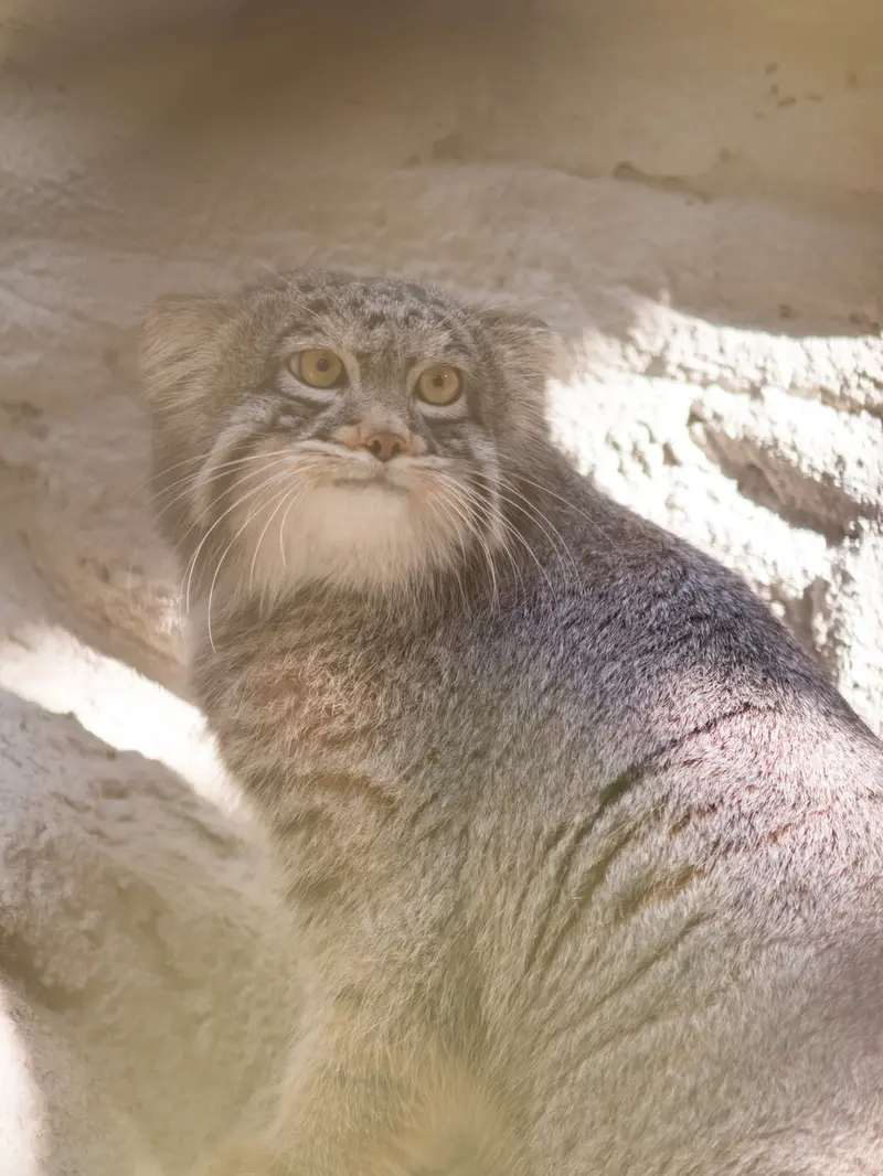 野毛山動物園のフィーガの写真