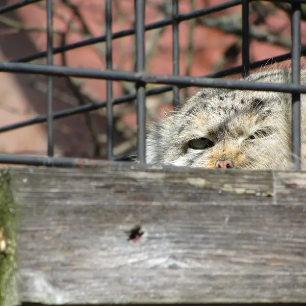 マクデブルク動物園のジョナサンの写真