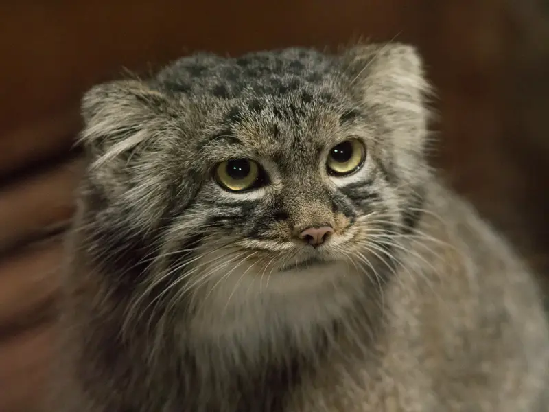恩賜上野動物園のサフランの写真