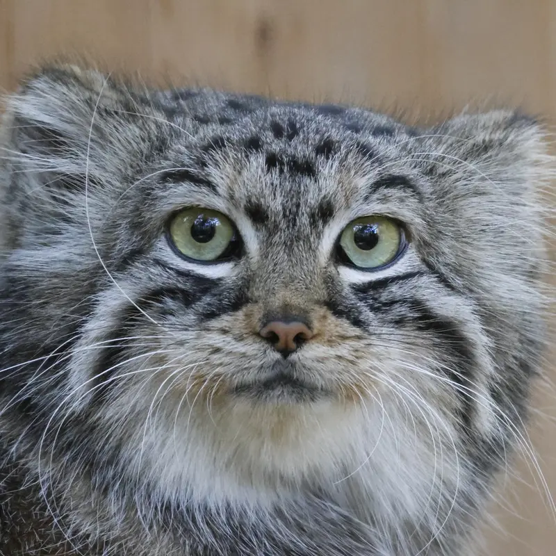 ノヴォシビルスク動物園のアーニャの写真