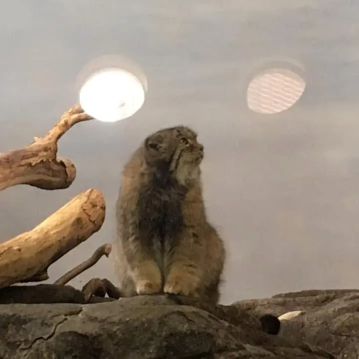 プロスペクト・パーク動物園のボリスの写真