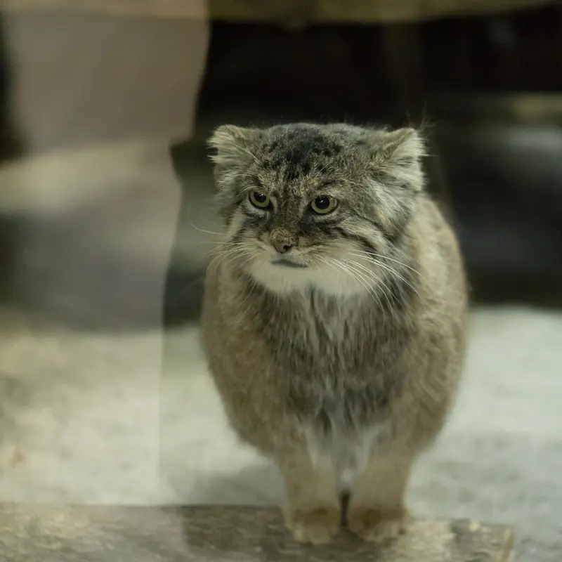 恩賜上野動物園のプリームラの写真
