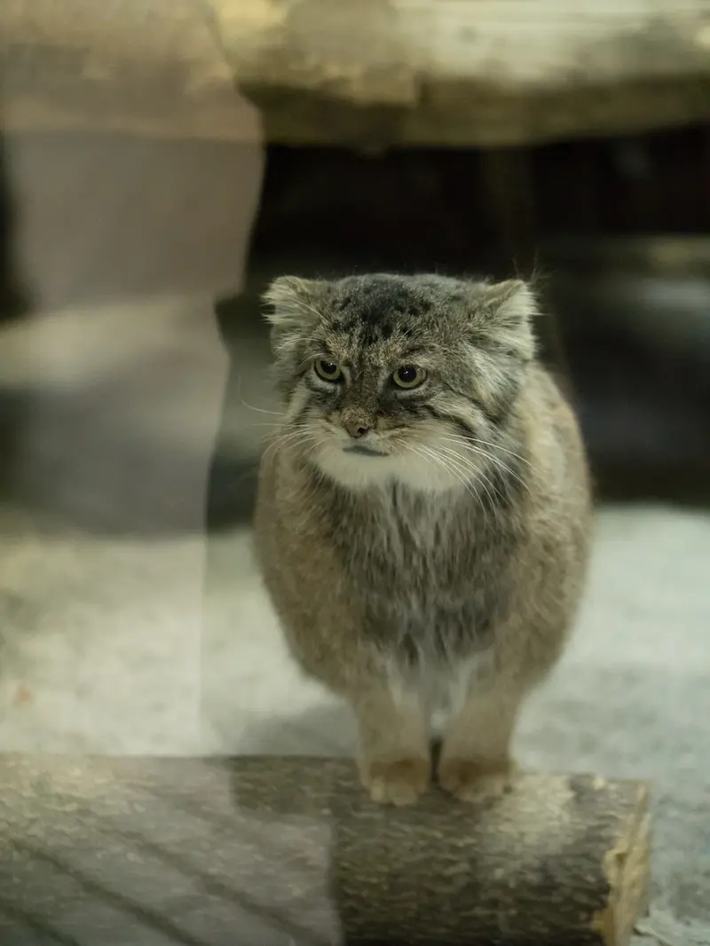 恩賜上野動物園のプリームラの写真