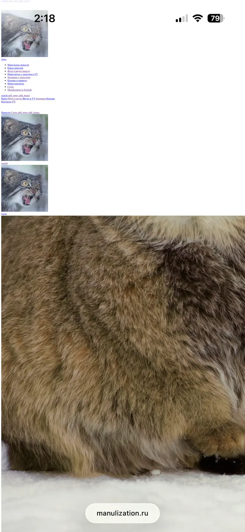 マヌルネコの写真