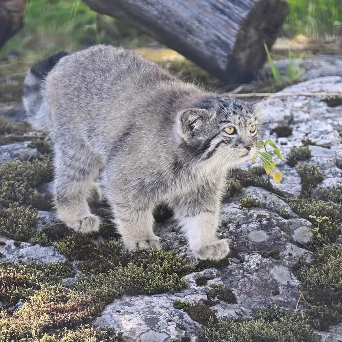 コルケアサーリ動物園のサーガの写真