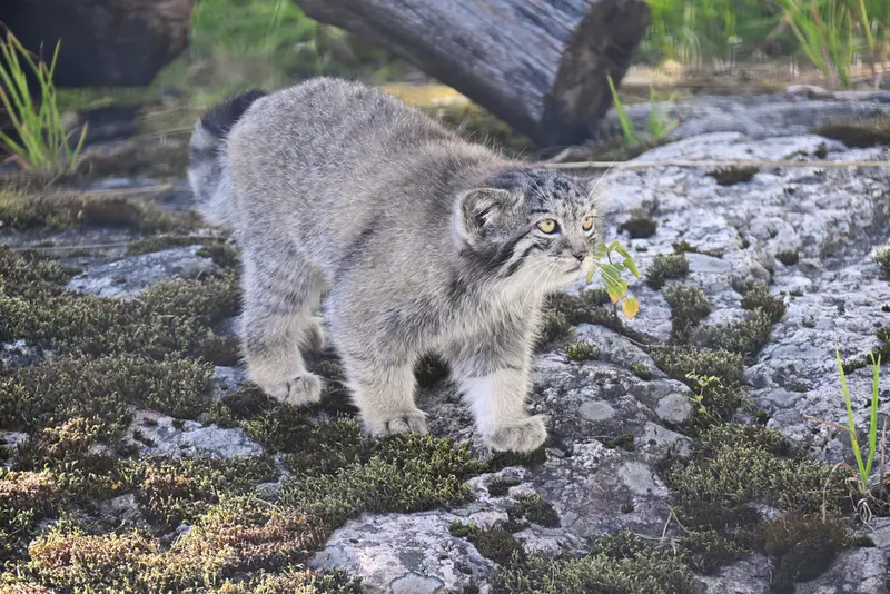 コルケアサーリ動物園のサーガの写真