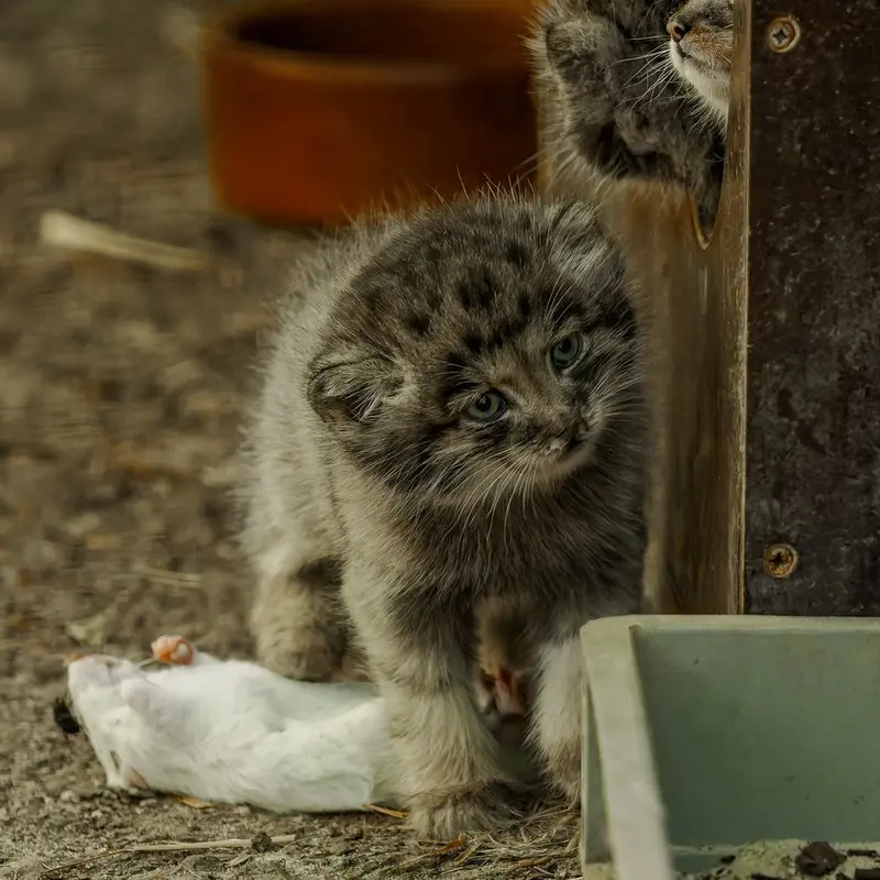 ブルノ動物園のマヌルネコの写真