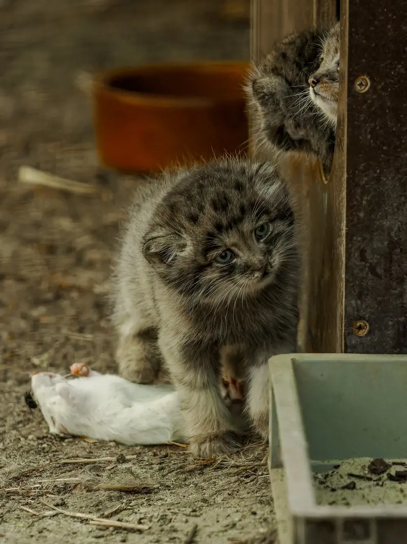 ブルノ動物園のマヌルネコの写真