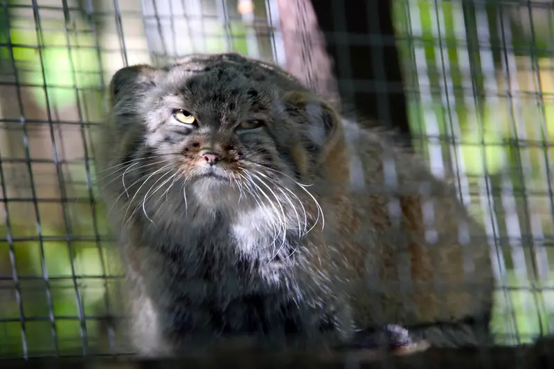 コシツェ動物園のアラニの子（2026年生まれ）Ⅰの写真