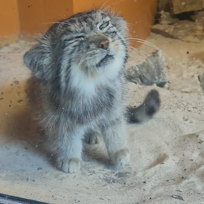 エディンバラ動物園のアキコの写真