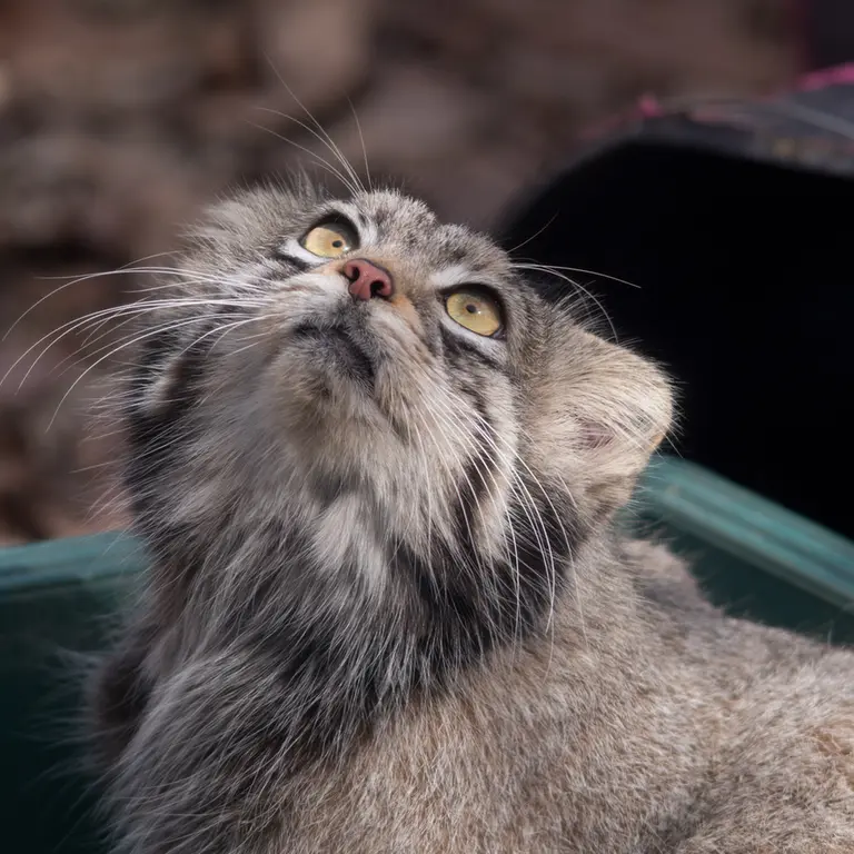 埼玉県こども動物自然公園のオトの写真