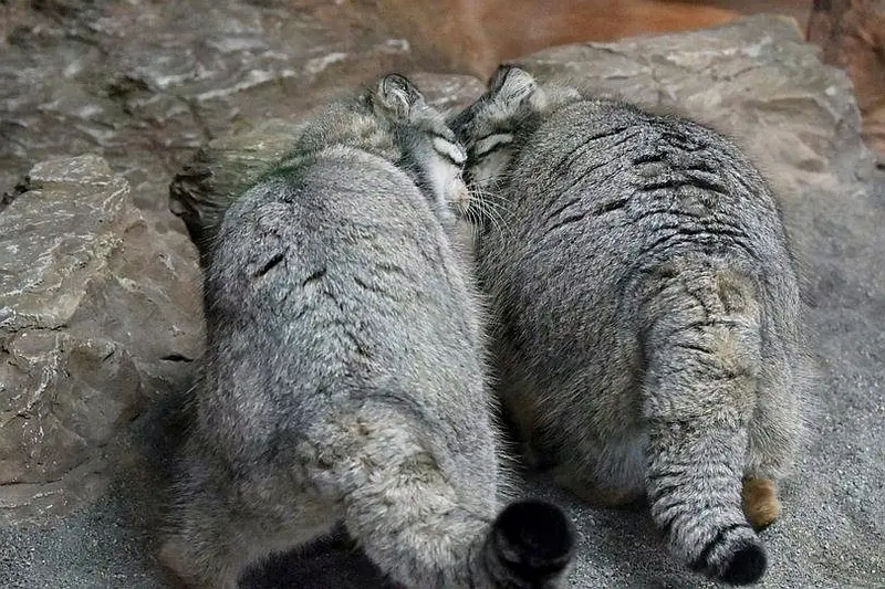 マヌルネコの写真