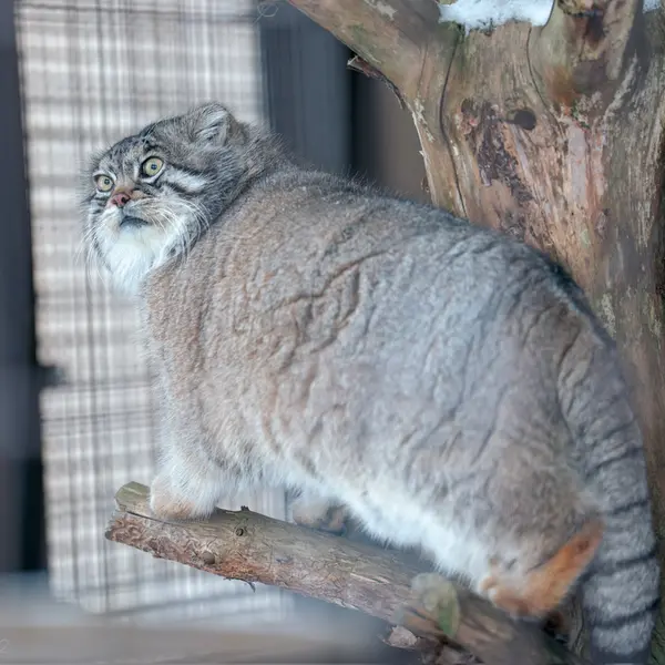 旭山動物園のグルーシャの写真