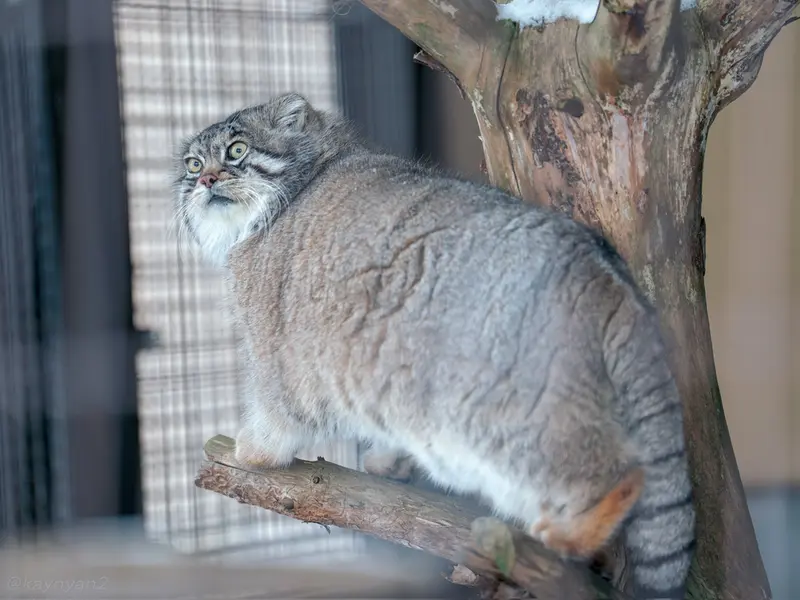 旭山動物園のグルーシャの写真