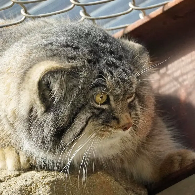 マヌルネコの写真
