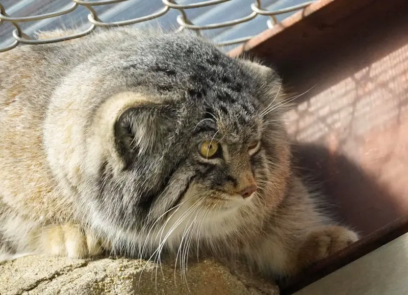 マヌルネコの写真