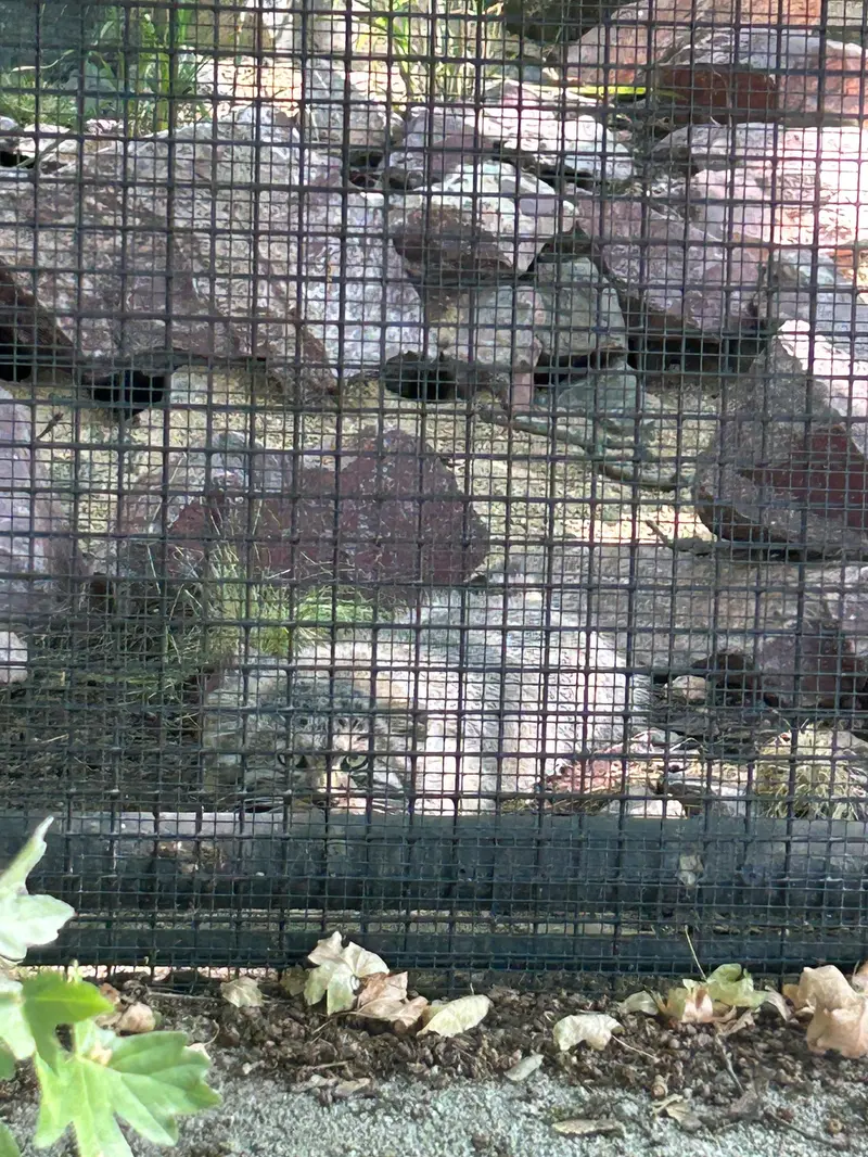 ブルノ動物園のマヌルネコの写真