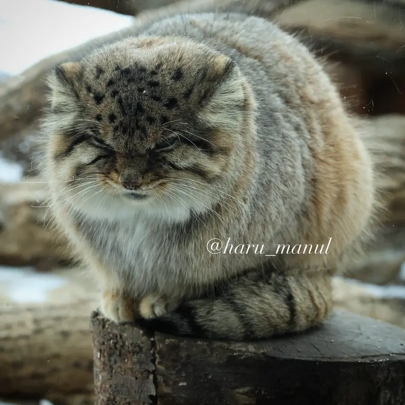 那須どうぶつ王国のボルの写真