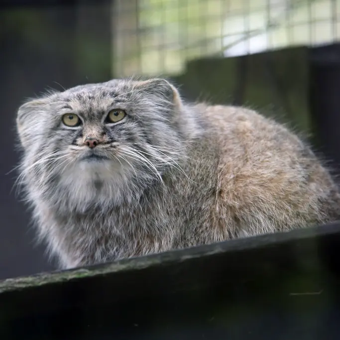 コシツェ動物園のアイセンの写真