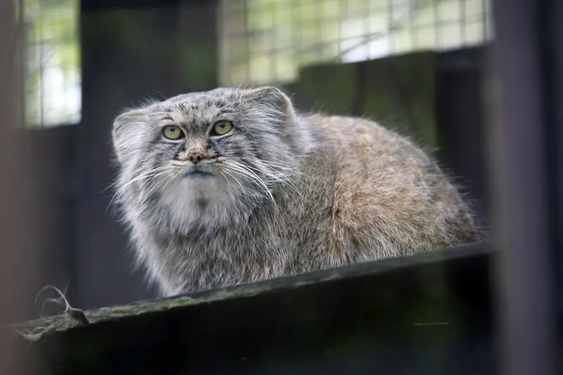 コシツェ動物園のアイセンの写真