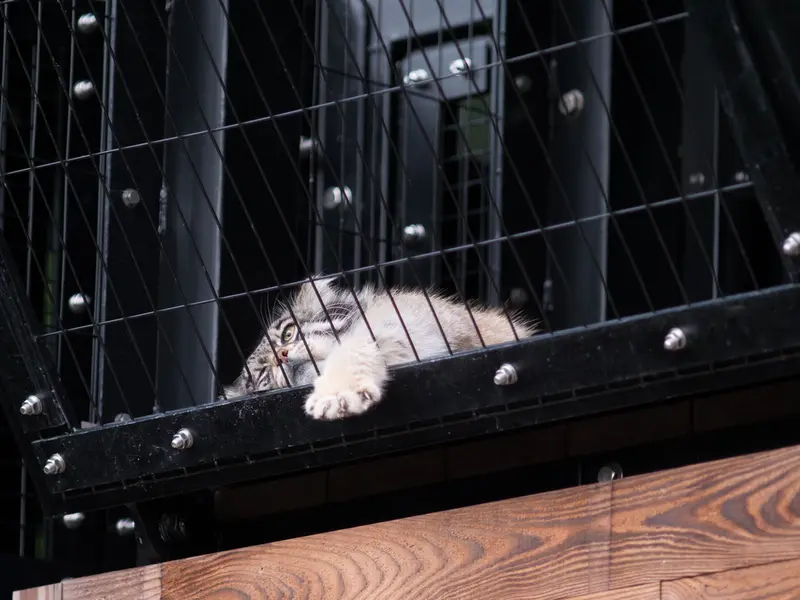 旭山動物園のグルーシャの写真