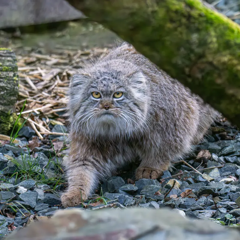 トレゴムール動物園のイウォークの写真