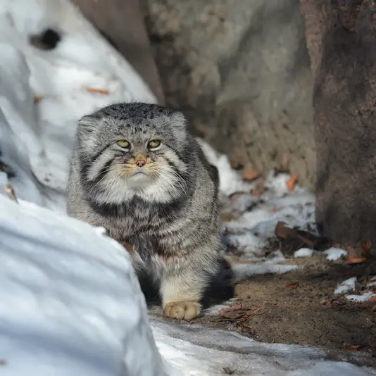 モスクワ動物園のヴァディムの写真