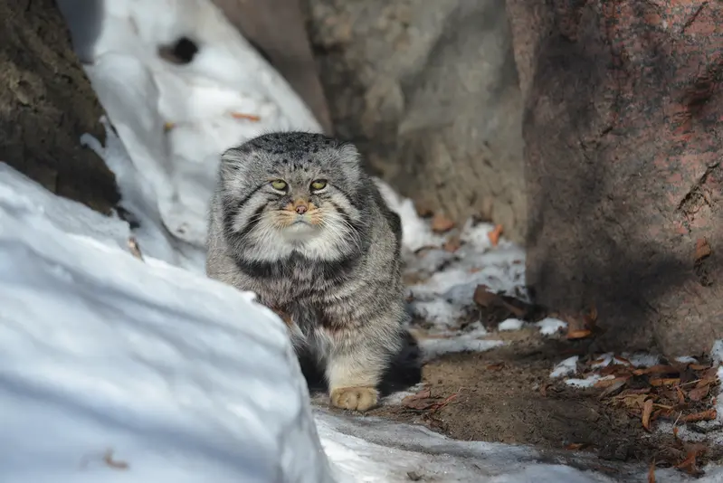 モスクワ動物園のヴァディムの写真