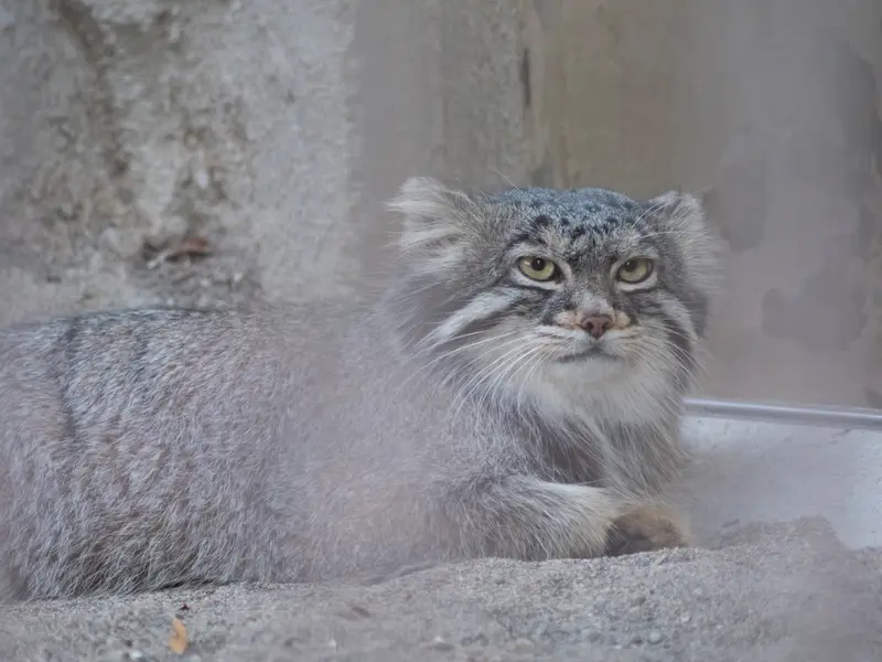野毛山動物園のフィーガの写真