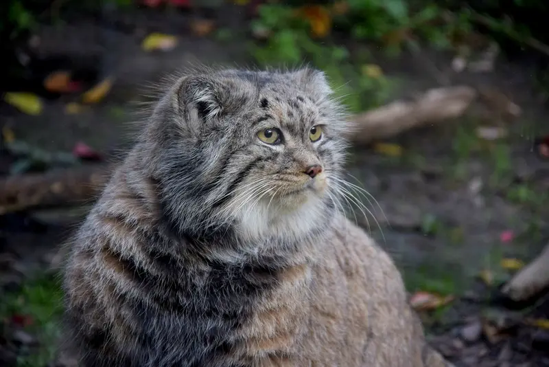 ブダペスト動物園・植物園のボフスの写真