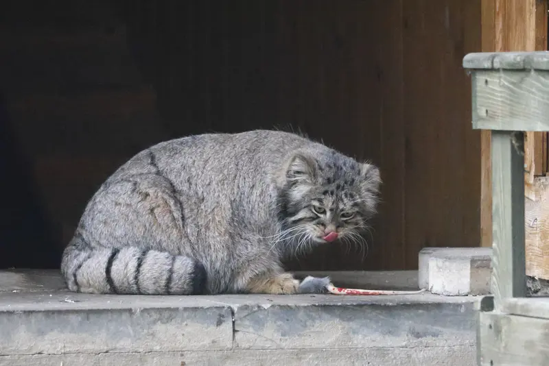 モスクワ動物園のティモフェイの写真