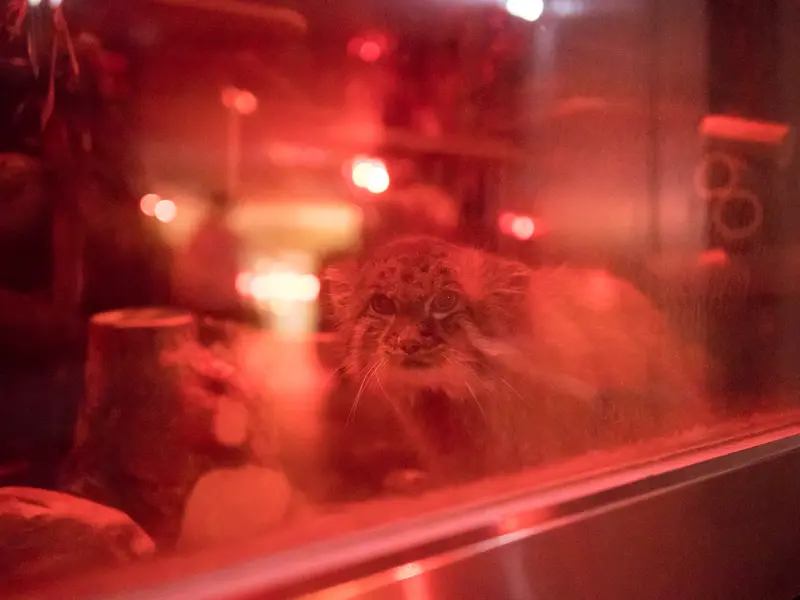 恩賜上野動物園のナイマの写真