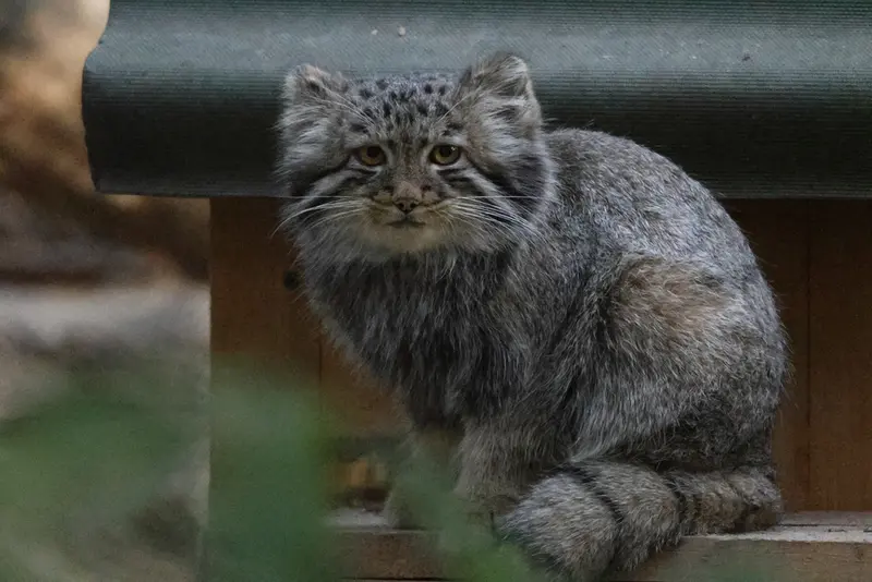 マヌルネコの写真