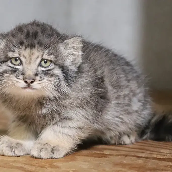 神戸どうぶつ王国のマヌルネコのボノ